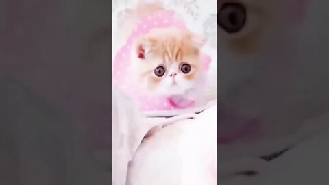 #shorts #cutecat 😍