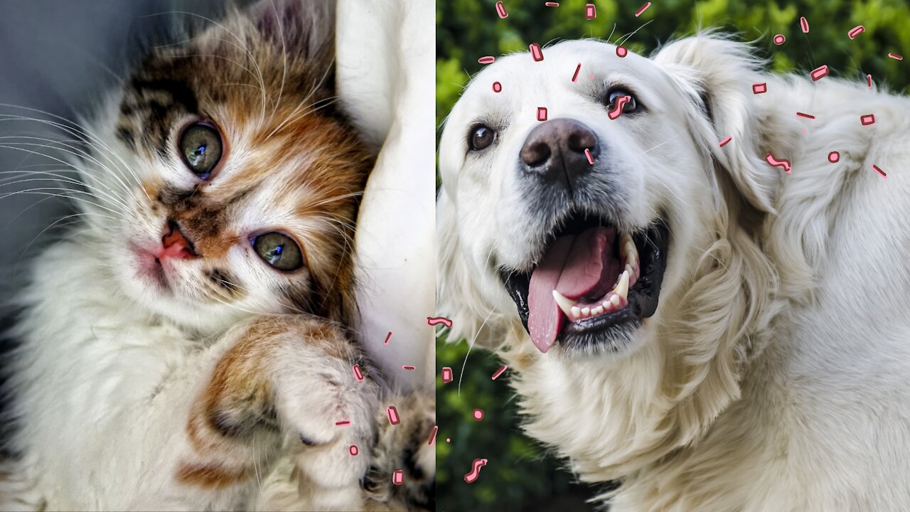 went crazy with the animals