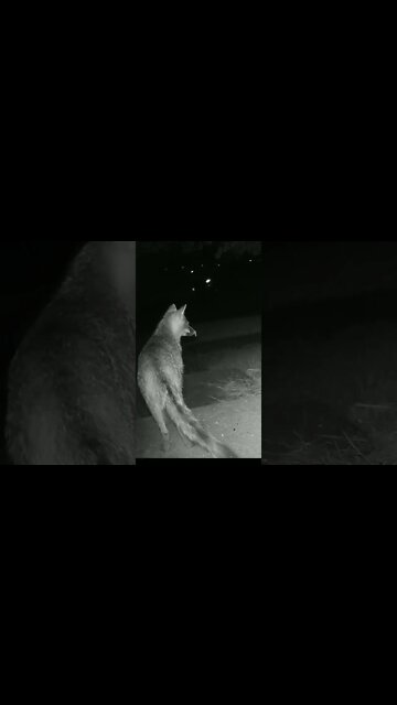 The Fox Got A Slug Stuck On His Face #Shorts 😬