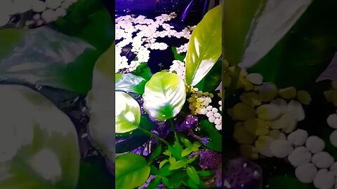 Love My Frogs.