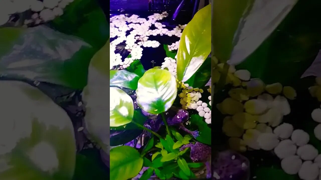Love My Frogs.