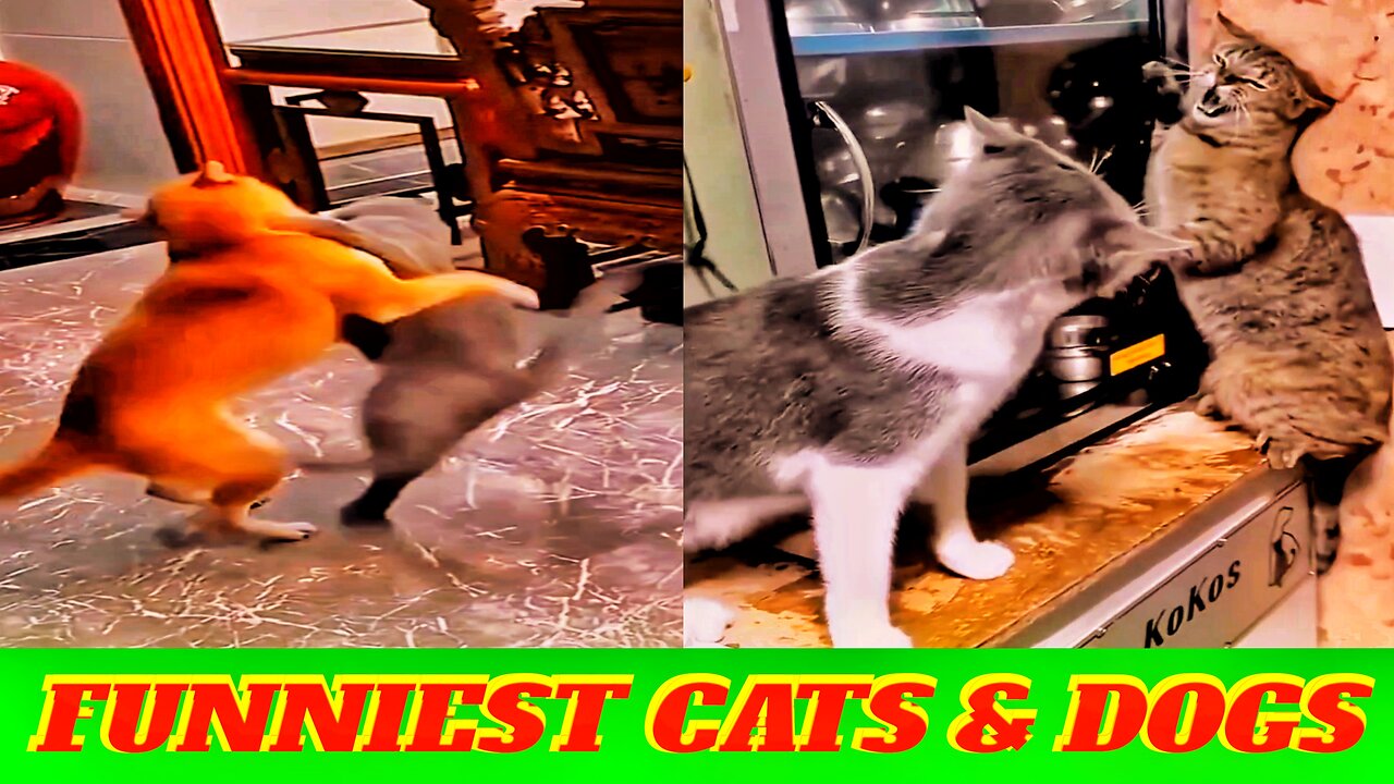 FUNNY CATS and DOGS π±πΆ Best Funny videos 2023 πΆπ±