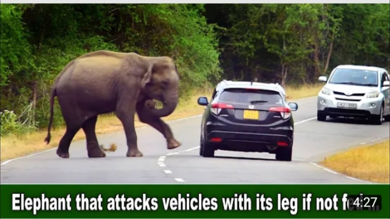 Elephant attack vehicle with leg 🐘##