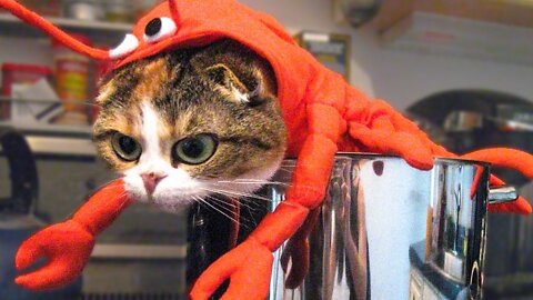 OMG So Cute❤️ Funny Cats and Dogs💕 #23