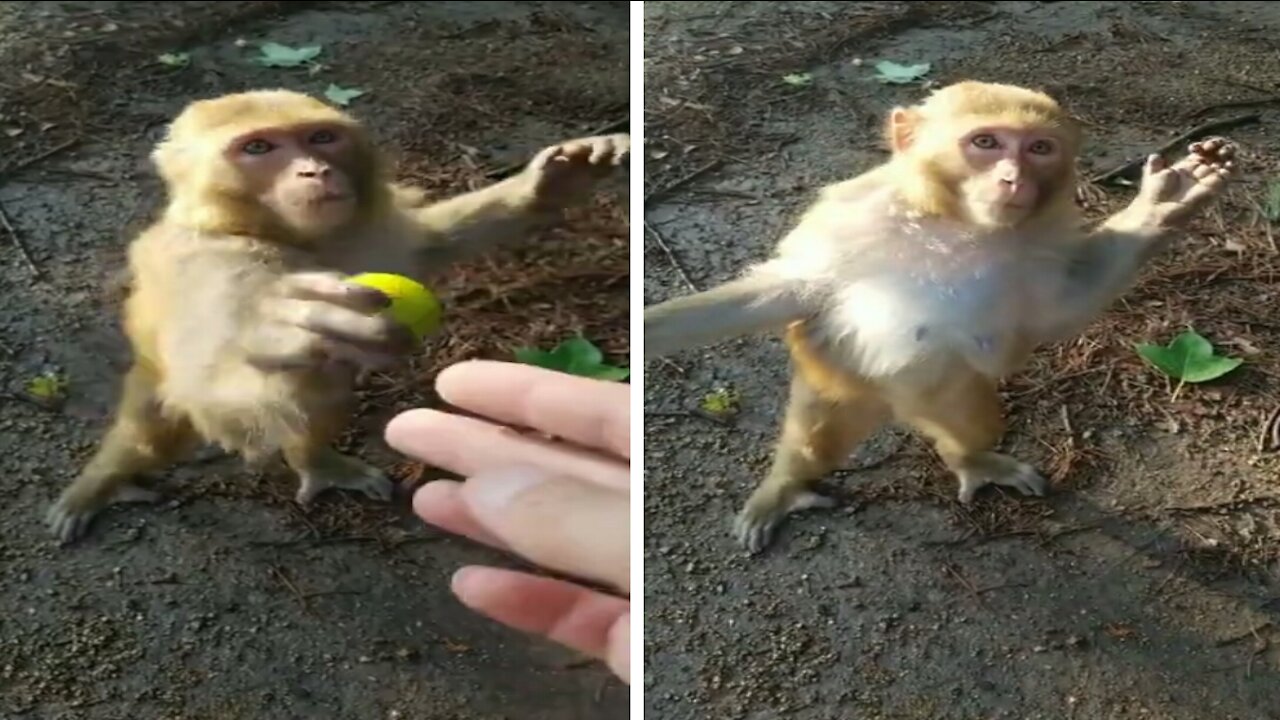 Gentle Monkey Gives Fruit To the Cameraman - funny videos compilation