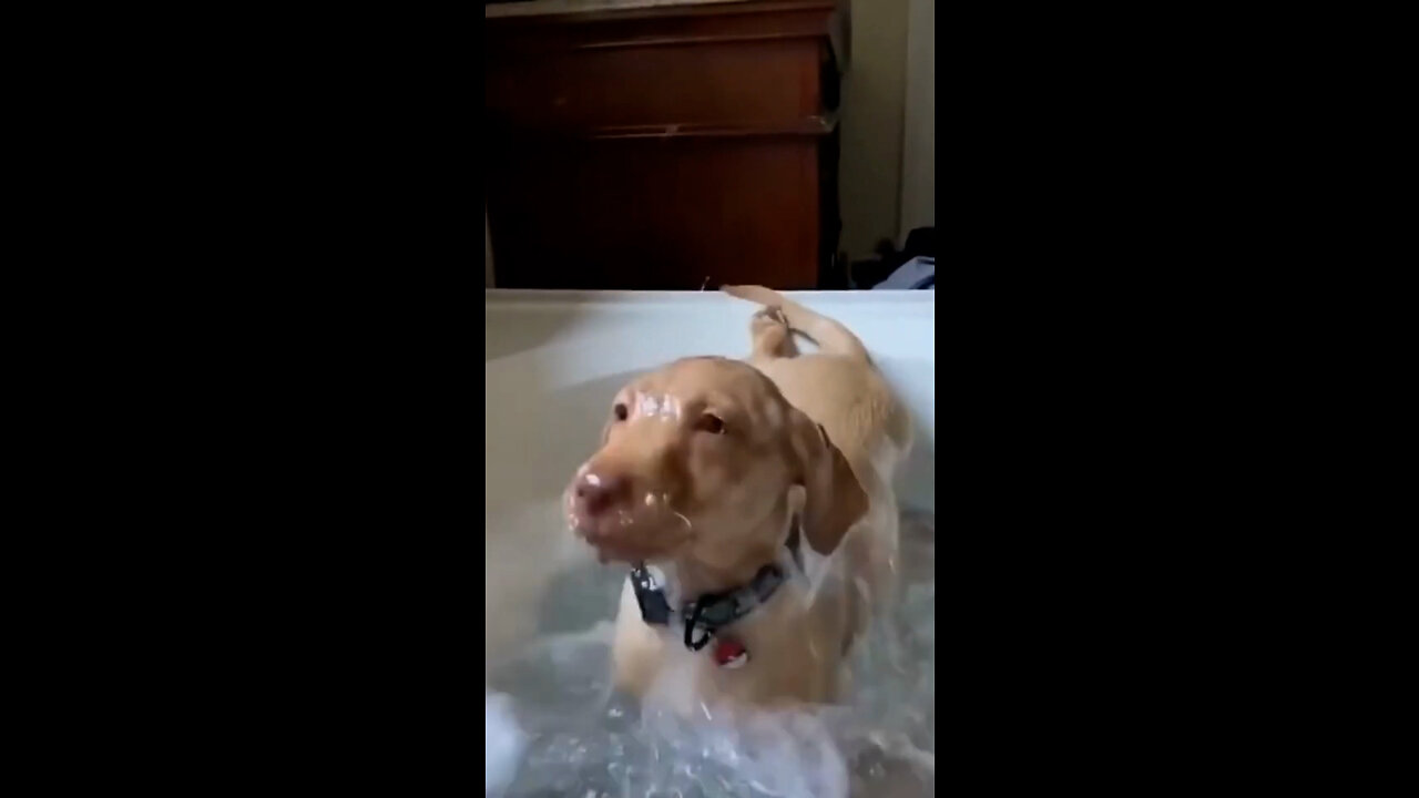 dog regrets decision after getting into the bath tub/ trending animals part 7.