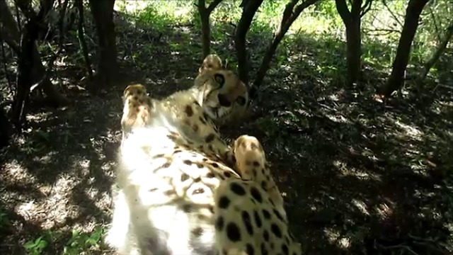 Rescued cheetah won't stop purring