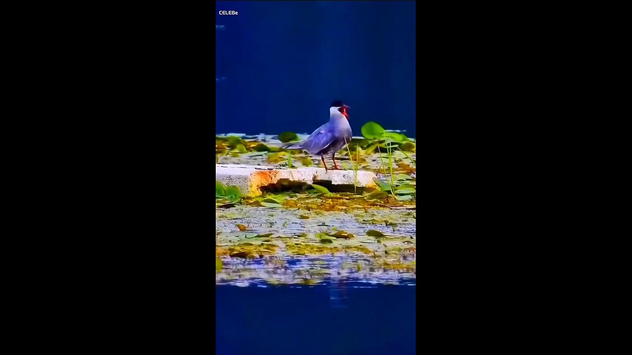 Beautiful birds and nature