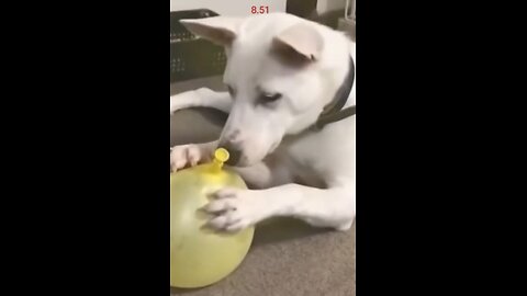 Funny animal videos