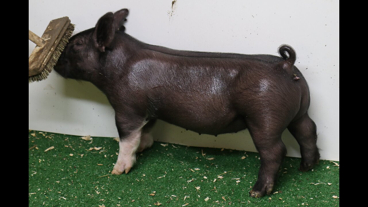 6-1 Crossbred Gilt