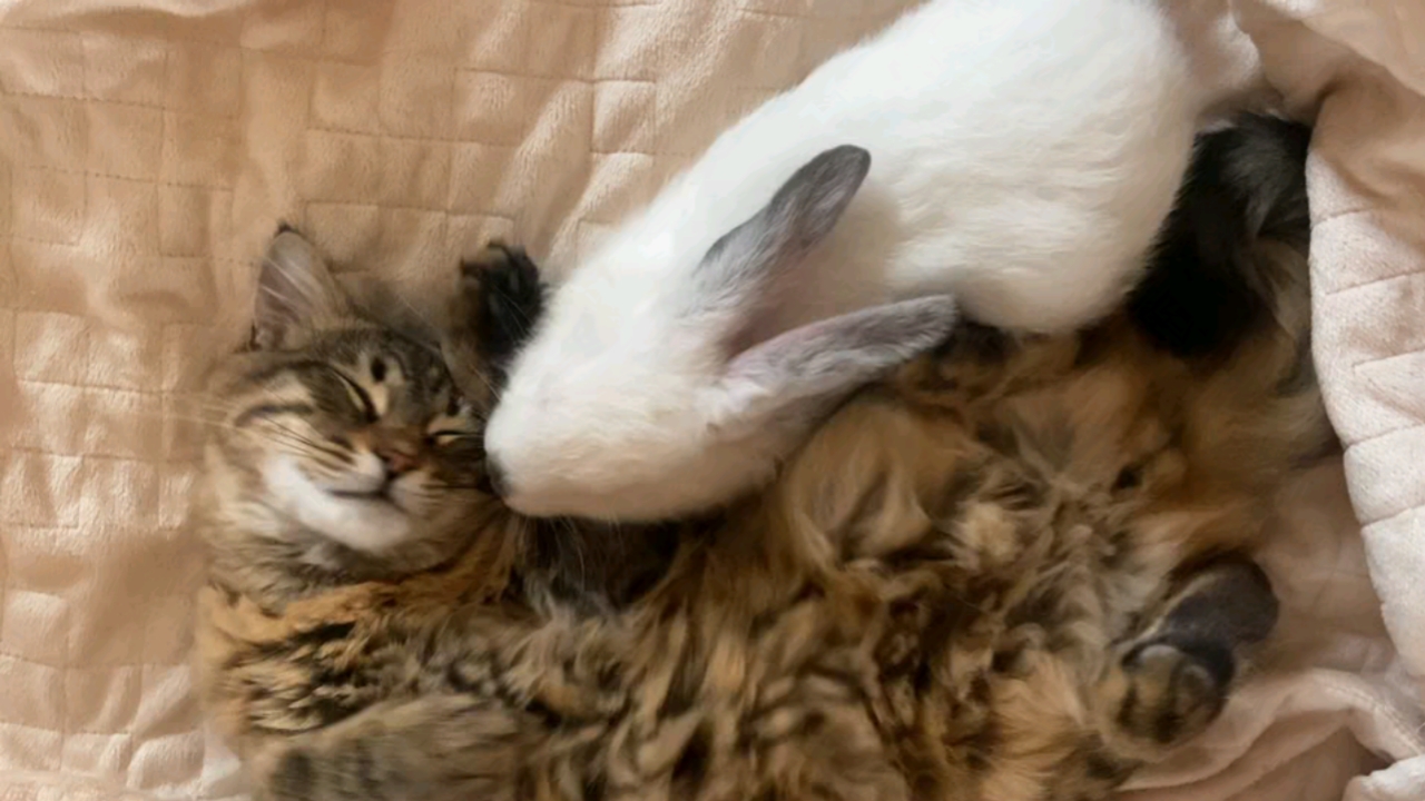 cat & bunny sleeping together