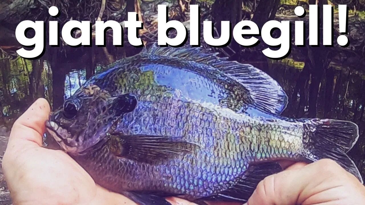 Catching Giant Bluegill in the River! {Collab with Jon from Creek Fishing Adventures}