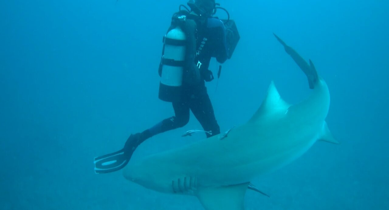 Lemon Sharks 🦈😱😱😱