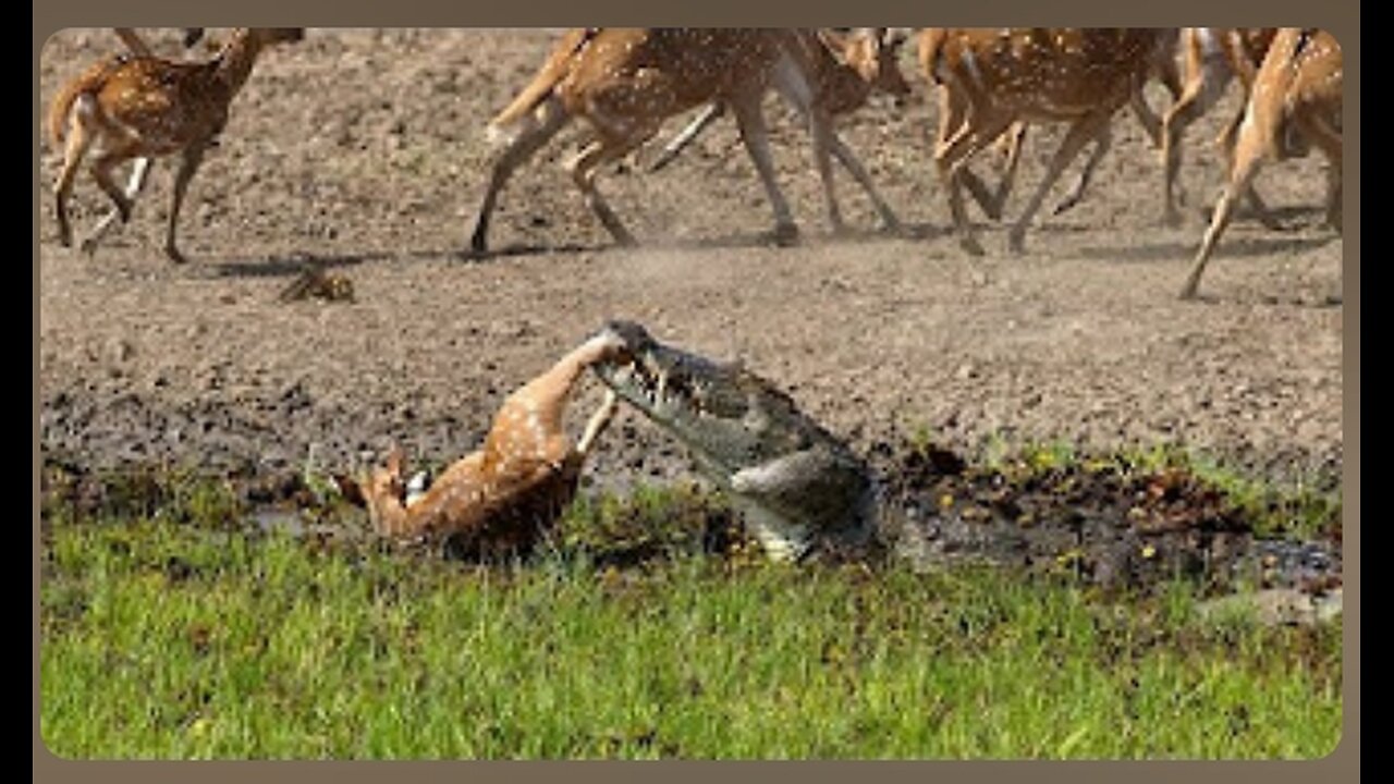 Crocodile Attack at the Watering Hole