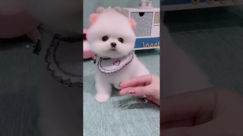 muito fofo🐕 smart dog video 01 #shorts