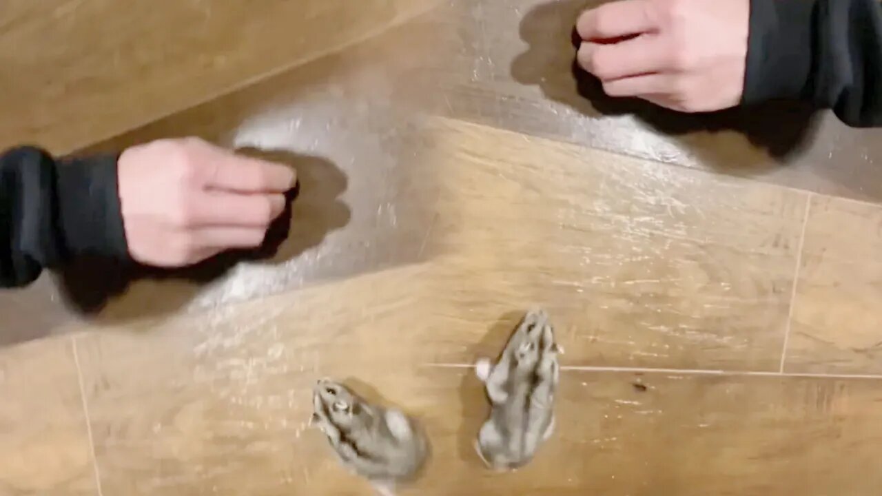 The hamster could not catch its master's hand