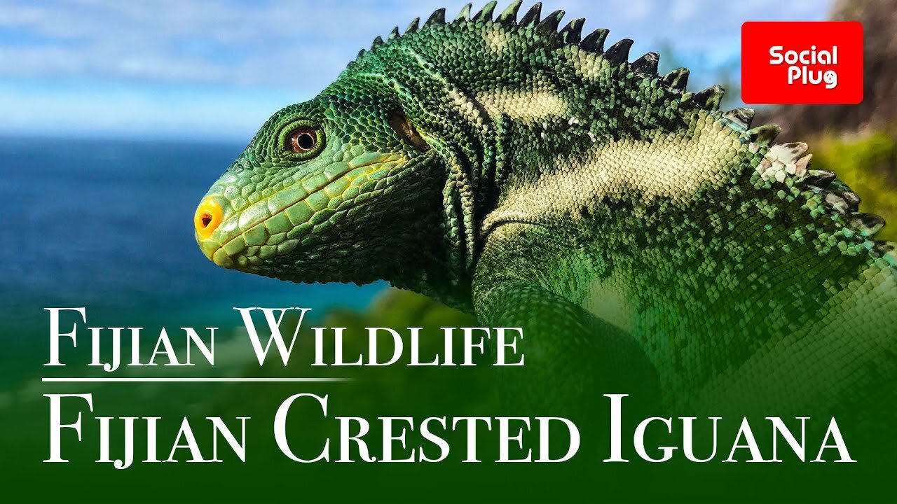 Fijian Wildlife - The Fijian Crested Iguana