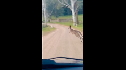 Kangaroo hopping in Australia