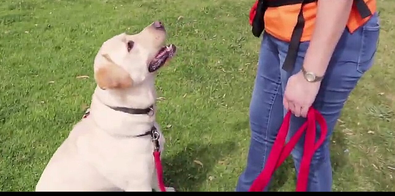 How to Teach a DOG to SIT and DROP using treats.