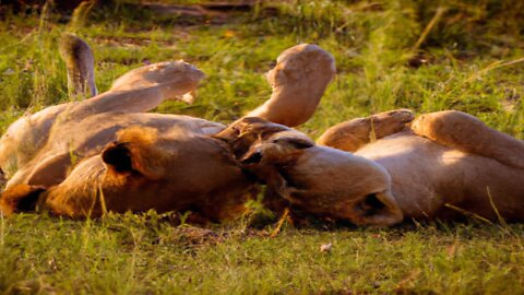 Lions Roll Around In The Grass With Pure Happiness