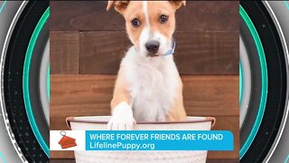 Find a Forever Friend // Lifeline Puppy