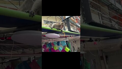 Thailand Monkey Attacks Man Who Got too Close