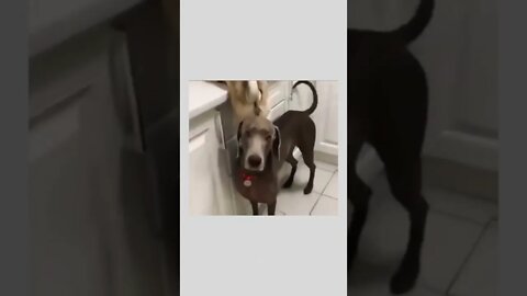 Teamwork 🐶🐕😂