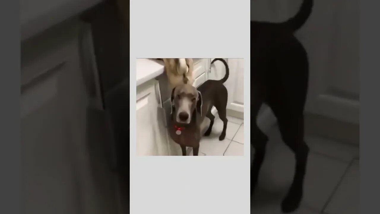 Teamwork 🐶🐕😂