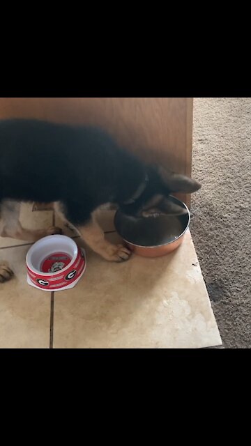 Tango got bored with bobbing for ice cubes….