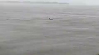 Dolphins swim in Gulf of Mexico before Hurricane Ian hits Sanibel Islands