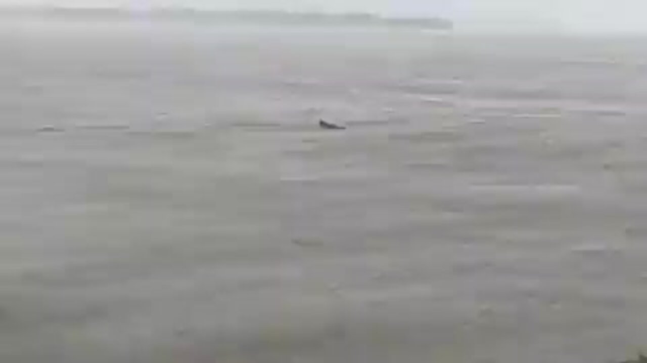 Dolphins swim in Gulf of Mexico before Hurricane Ian hits Sanibel Islands