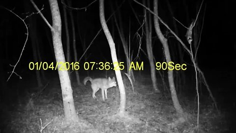 Coyote taking a dump