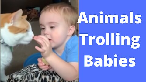 Funny Cats And Babies Playing Together ★ Animals Trolling Babies