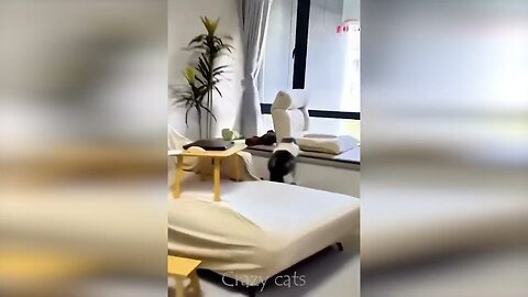 Funny cats