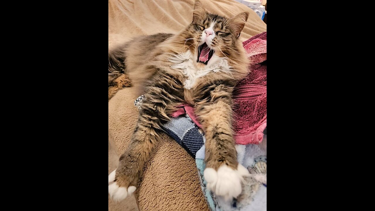 Petunia Loves To Pose For The Camera (Featuring Petunia The Norwegian Forest Cat)