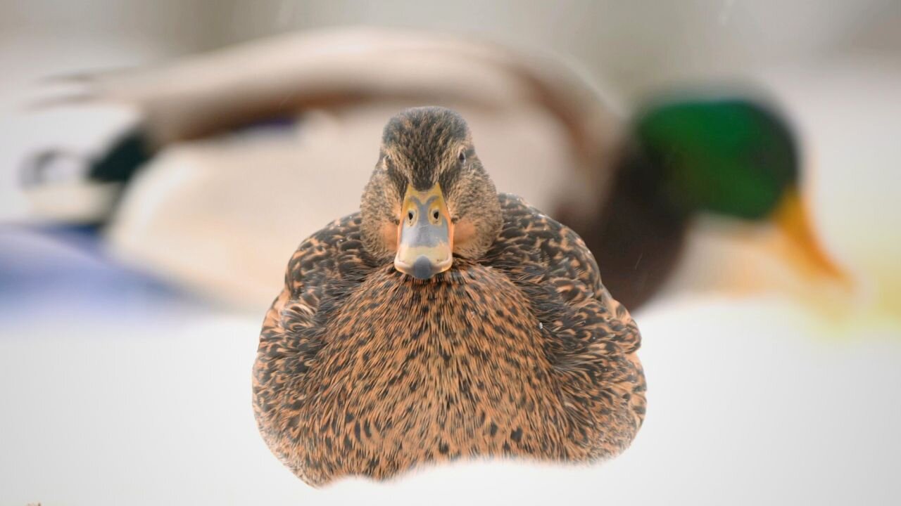 Female Arctic Mallard Duck is Sizing Up Her Prey... ME!