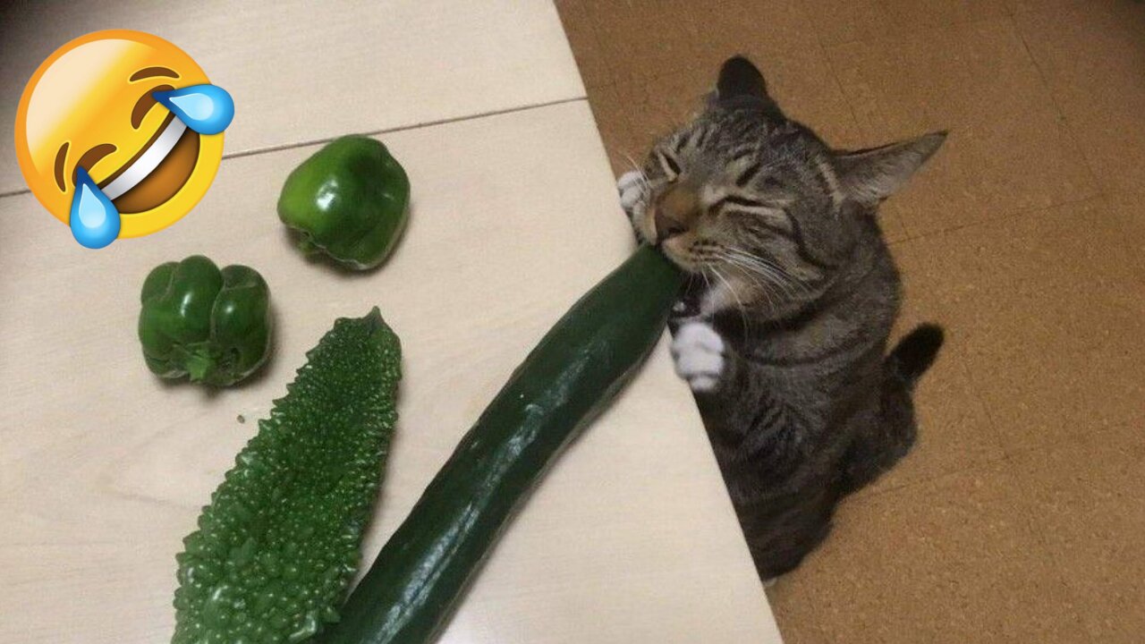 Funny Animals - Funniest cats and dogs, Funny Animal Videos #6