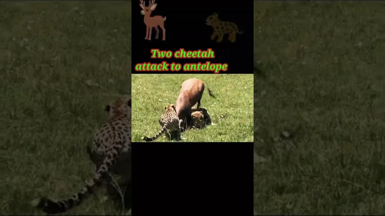Two cheetah attack to antelope 2022🦌#shorts #youtubeshorts #shortvideo