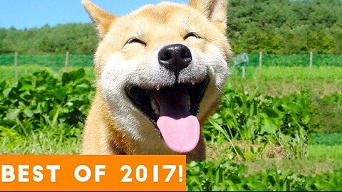 BEST ANIMALS OF 2017 | Funny Pet Videos