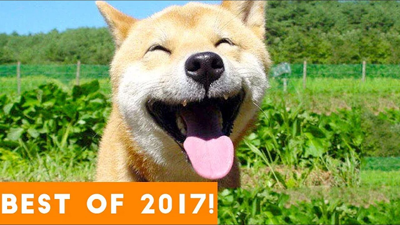 BEST ANIMALS OF 2017 | Funny Pet Videos