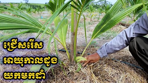 តាកាំងរៀនដាំដូង / របៀបជ្រើសរើសអាយុកូនពូជដូងដើម្បីយកទៅដាំ - Coconut