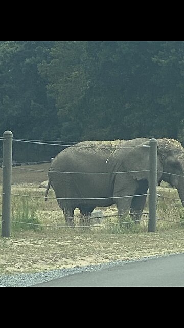 Elephants cooling off!