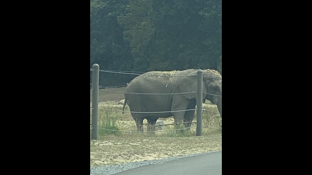 Elephants cooling off!