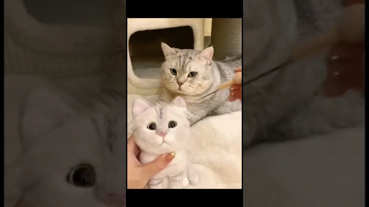 funny cat | that look is priceless hahaha😻😻