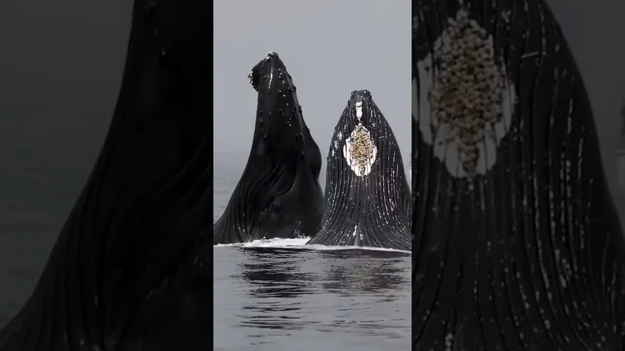 Whales Saying Hello