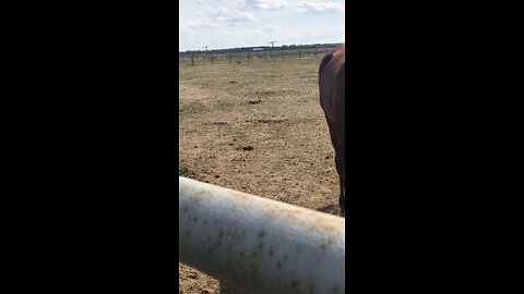 A carrot for my friend