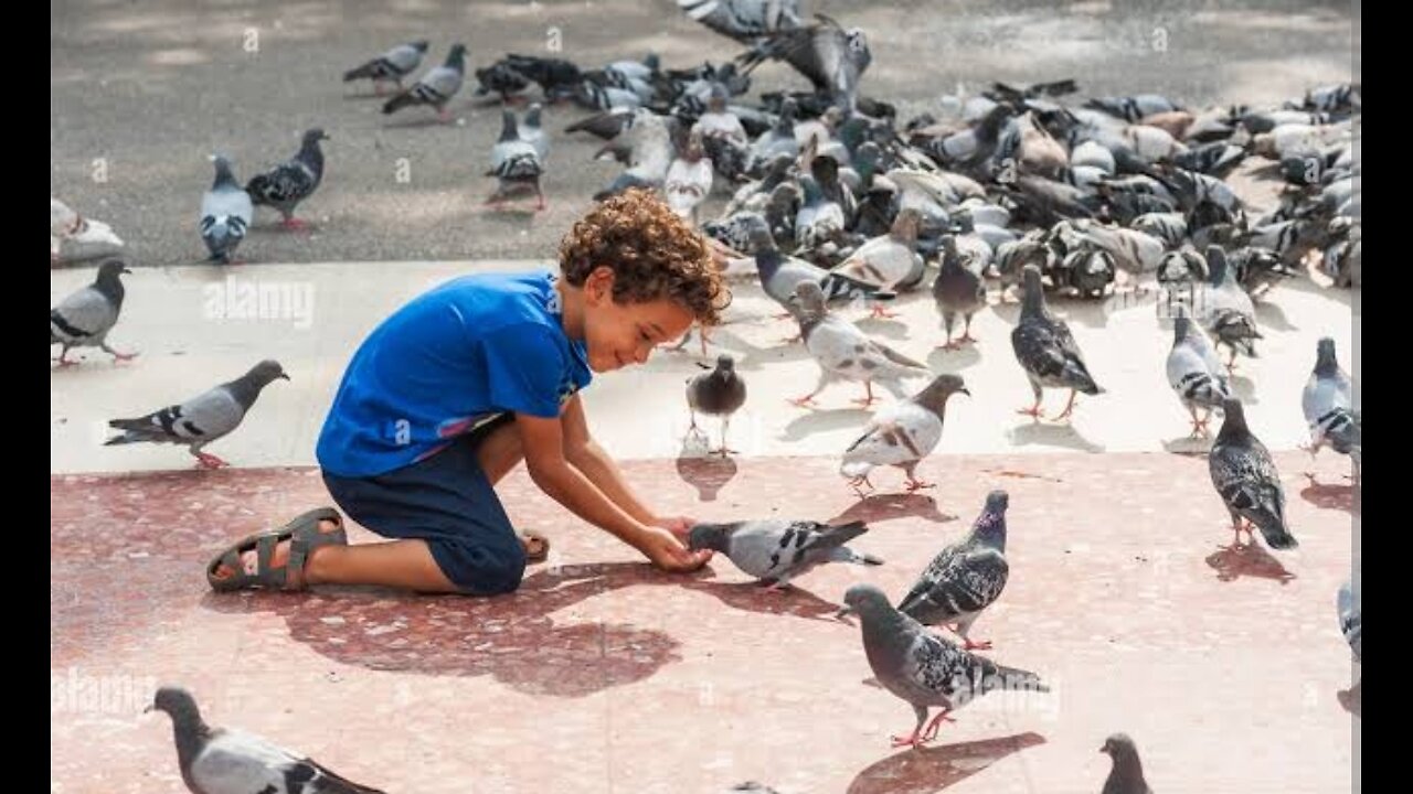 Feeding Lovely Hungry Pigeons