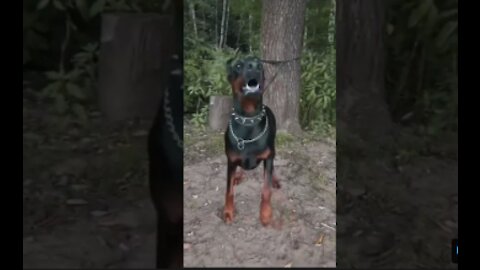 Compilation of doberman dogs