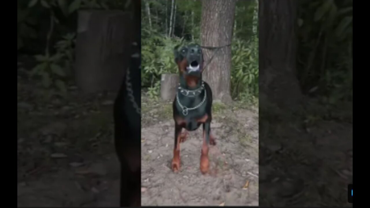 Compilation of doberman dogs