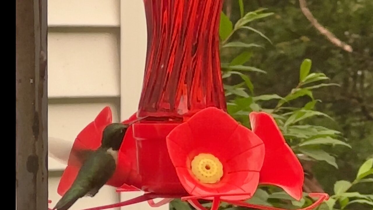 The WONDERFUL Hummingbird. #hummingbird #birds #acousticguitar #diy #outdoors #Spring #beautiful